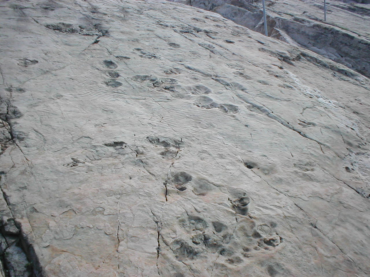 Traces de dinosaures.